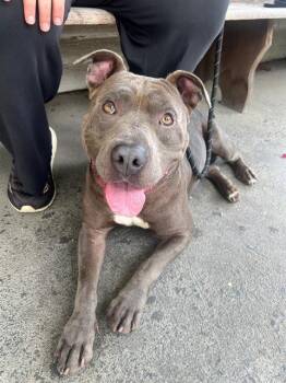 Pit Bull Terrier Dogs Available for Adoption in Charlotte, North Carolina - JEFF | PetCurious
