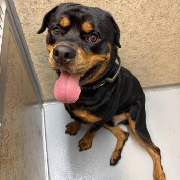Tonka -  Rottweiler Dog for Adoption in Pennsville Township, New Jersey - Tonka | PetCurious
