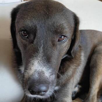 Buddy -  Mixed Breed Dog for Adoption - Buddy | PetCurious