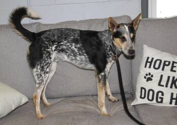 Smoke (Indoor Photos September 20th 2026) -  Australian Cattle Dog Blue Heeler Dog for Adoption in Marietta, Ohio - Smoke (Indoor Photos September 20th 2026) | PetCurious