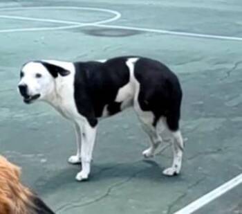 YURDI -  American Staffordshire Terrier Dog for Adoption in San Antonio, Texas - YURDI | PetCurious
