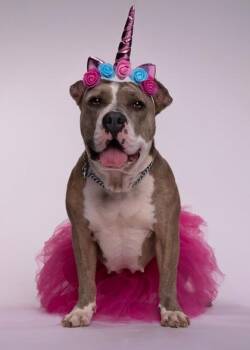 Pickles -  Pit Bull Terrier and Mixed Breed Dog for Adoption in Atlanta, Georgia - Pickles | PetCurious