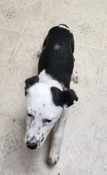 Rescue Mixed Breed Dogs for Adoption in Plattsmouth, Nebraska - Diamond | PetCurious