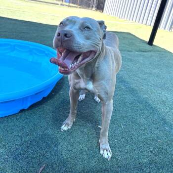 Mixed Breed Dogs Available for Adoption - Issy | PetCurious