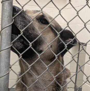 German Shepherd Dog and Mixed Breed Dogs Available for Adoption in Anchorage, Alaska - TIM | PetCurious