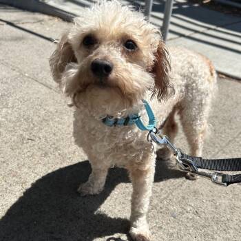 ROOTBEER -  Terrier and Miniature Poodle Dog for Adoption in Richmond, California - ROOTBEER | PetCurious