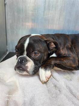 TWIGGY -  Boston Terrier Dog for Adoption in San Antonio, Texas - TWIGGY | PetCurious