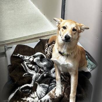 Cleo -  Mixed Breed Dog for Adoption in Murray, Utah - Cleo | PetCurious