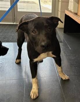 Pit Bull Terrier and Mixed Breed Dogs Available for Adoption - DAMIANO | PetCurious