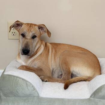 Buffett -  Labrador Retriever Dog for Adoption in Columbia, South Carolina - Buffett | PetCurious