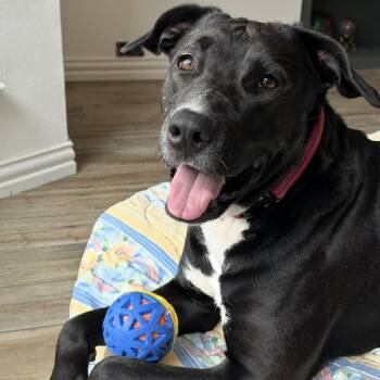 Pit Bull Terrier Dogs Available for Adoption in Krum, Texas - Mi | PetCurious