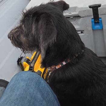 Rou -  Black Labrador Retriever and Poodle Dog for Adoption in Muncie, Indiana - Rou | PetCurious