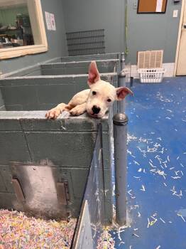 Rescue Mixed Breed Dogs for Adoption in Danielsville, Georgia - Bart | PetCurious