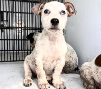 A658343 -  Australian Cattle Dog Blue Heeler Dog for Adoption in Houston, Texas - A658343 | PetCurious