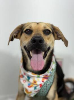 Simba-One of our Amazing Rescue Dogs -  Black Mouth Cur and German Shepherd Dog Dog for Adoption in Carlsbad, California - Simba-One Of Our Amazing Rescue Dogs | PetCurious