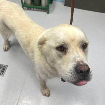 Kemper -  Mixed Breed Dog for Adoption in Jeffersonville, Indiana - Kemper | PetCurious