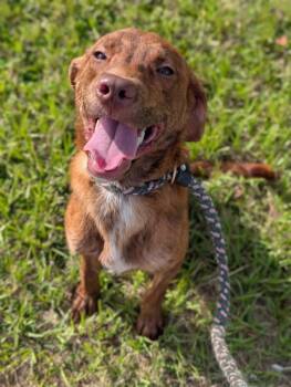 Rescue Mixed Breed Dogs for Adoption in Jacksonville, Florida - PINECONE | PetCurious