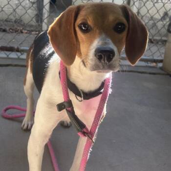 Troy -  Beagle Dog for Adoption in Greenville, Pennsylvania - Troy | PetCurious