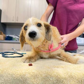 Sussie -  Mixed Breed Dog for Adoption in Englewood, Florida - Sussie | PetCurious