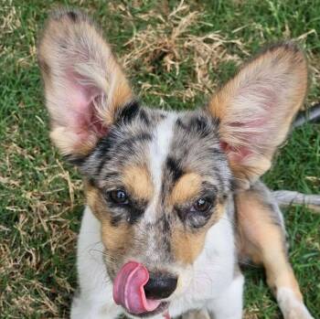 Cardigan Welsh Corgi Dogs Available for Adoption in Niagara Falls, Ontario - Elena (20260416-06) | PetCurious