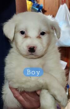 Rescue Great Pyrenees and Border Collie Dogs for Adoption in Mastic, New York - Boy 2 | PetCurious