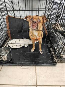 Rescue Pug and Miniature Pinscher Dogs for Adoption in Dallas, Pennsylvania - GINGER | PetCurious