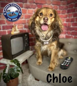 Spaniel Dogs Available for Adoption in Arcadia, Florida - Chloe | PetCurious