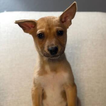 Terrier and Husky Dogs Available for Adoption - Valentino | PetCurious