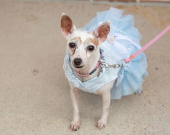Rescue Fox Terrier Dogs for Adoption in Southaven, Mississippi - SNICKET | PetCurious