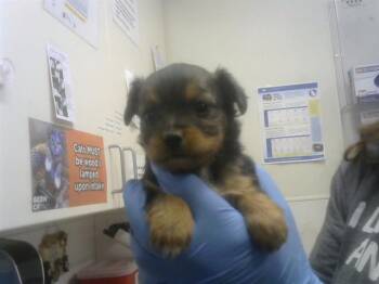 Chihuahua and Mixed Breed Dogs Available for Adoption in Albuquerque, New Mexico - PUPPY 1 | PetCurious