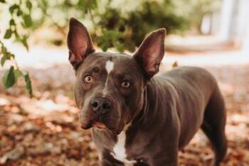 American Staffordshire Terrier and Mixed Breed Dogs Available for Adoption in North Charleston, South Carolina - 91375A Zulie | PetCurious