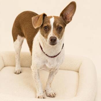 Rocky -  Chihuahua and Rat Terrier Dog for Adoption in Redwood Falls, Minnesota - Rocky | PetCurious