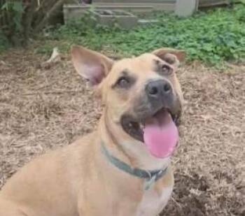 Zoey -  Mixed Breed Dog for Adoption in Alexandria, Virginia - Zoey | PetCurious