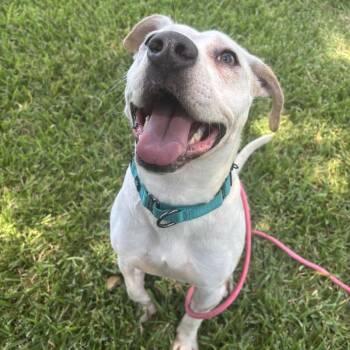 Swettie -  Mixed Breed Dog for Adoption in Pearland, Texas - Swettie | PetCurious