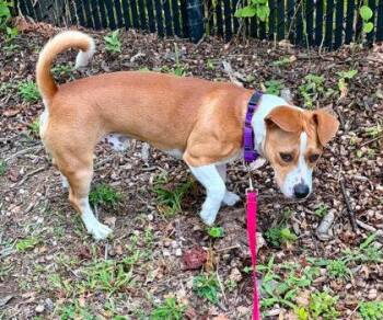 Alphonse -  Mixed Breed Dog for Adoption in Fairfax, Virginia - Alphonse | PetCurious