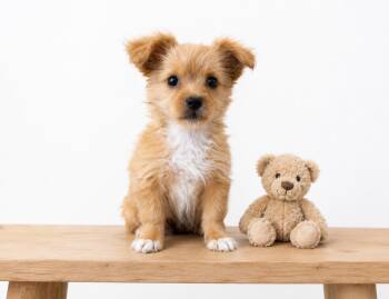 Dottie -  Pomeranian and Chihuahua Dog for Adoption in Corona, California - Dottie | PetCurious