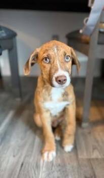 Jerri -  Labrador Retriever Dog for Adoption in Colorado Springs, Colorado - Jerri | PetCurious