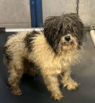 Poodle and Mixed Breed Dogs Available for Adoption in Bowling Green, Kentucky - Zander | PetCurious