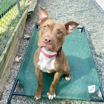 Rescue Mixed Breed Dogs for Adoption in Adrian, Michigan - Marjorie | PetCurious