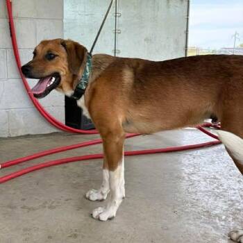 Mountain Cur and Great Pyrenees Dogs Available for Adoption in Bardstown, Kentucky - Odell | PetCurious