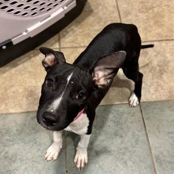 Ladybug -  Mixed Breed Dog for Adoption in Chattanooga, Tennessee - Ladybug | PetCurious