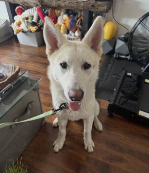 White German Shepherd Dogs Available for Adoption in Los Angeles, California - Yeti  | PetCurious