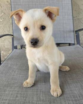 Terrier and Shepherd Dogs Available for Adoption in Corona, California - Nutterbutter | PetCurious