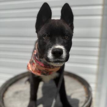 Romeo -  Husky and Mixed Breed Dog for Adoption in Newberg, Oregon - Romeo | PetCurious