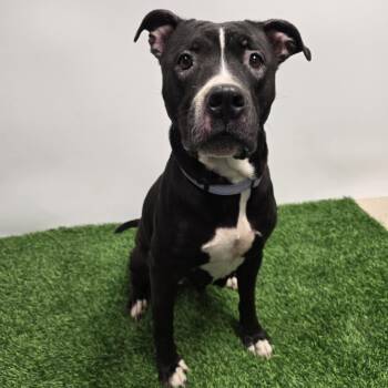 Rescue American Staffordshire Terrier Dogs for Adoption in Columbia, Missouri - Phat Llama | PetCurious