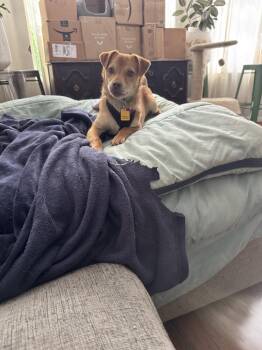 Chihuahua Dogs Available for Adoption in Denver, Colorado - Tabasco #1 | PetCurious