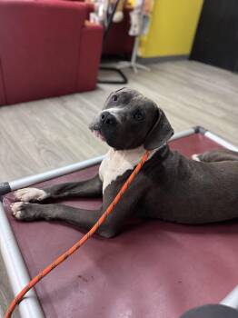 Ashton -  Staffordshire Bull Terrier Dog for Adoption in Roswell, Georgia - Ashton | PetCurious