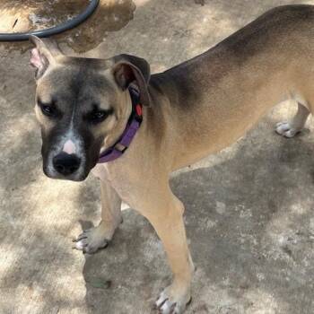 Rescue Shepherd Dogs for Adoption in Saint George, Vermont - Clementine | PetCurious