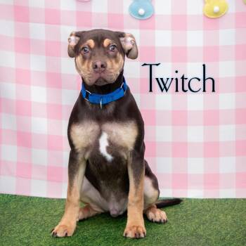 Pit Bull Terrier Dogs Available for Adoption - Twitch | PetCurious
