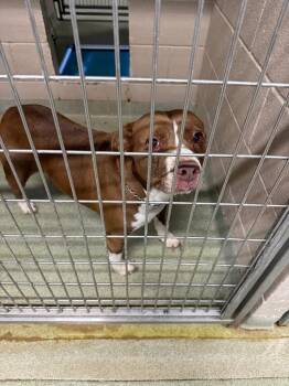 Hazey -  Pit Bull Terrier Dog for Adoption in Gallatin, Tennessee - Hazey | PetCurious